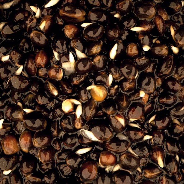 oily_hemp_500ml_square.2e16d0ba.fill-600x600.jpg