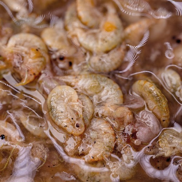 Brine Shrimp 1.jpg