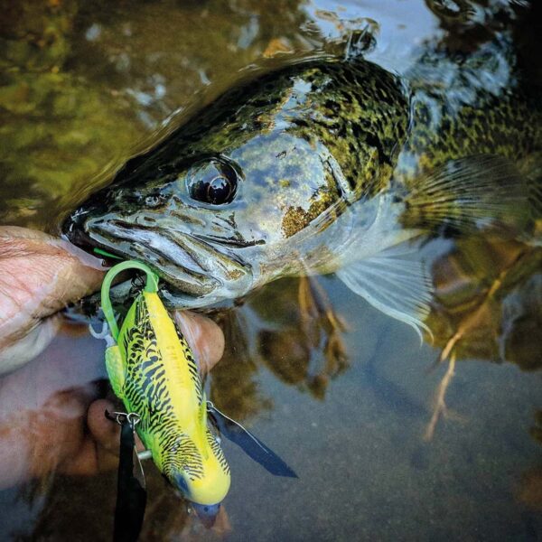 CHASEBAITS - The Smuggler – Bild 2